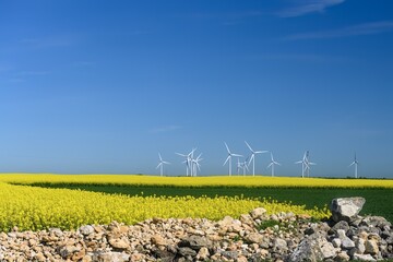 Wind turbines behind blooming rapeseed field near Palencia under blue sky