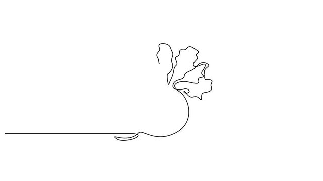 Self drawing line animation whole healthy organic beetroot fresh garden beet plant vegetable. Full length motion