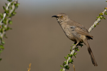 Curved-billed Thrasher taken in SE Arizona