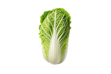 Fresh napa cabbage head standing upright displaying tight layered leaves with prominent white veins and ribs, isolated on a transparent background