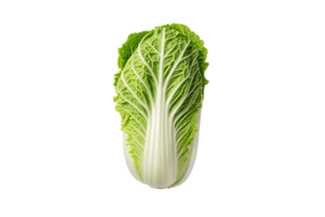 Fresh napa cabbage head standing upright displaying tight layered leaves with prominent white veins and ribs, isolated on a transparent background