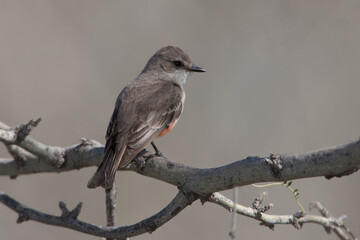 Obraz premium Vermillion Flycatcher adult female taken in SE Arizona