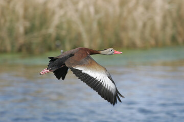Black-bellied Whistling duck taken in SW Florida