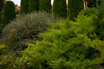 Seedlings of shrubs and coniferous trees in pots in a plant nursery. A garden plant store. An outdoor fair.
