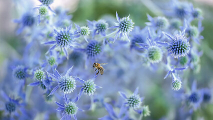 Flachbl&auml;ttrigem Mannstreu (Eryngium planum) - symbolisiert Best&auml;ndigkeit und Schutz (Ricarda)