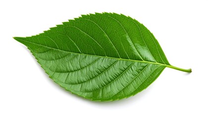 Vibrant green leaf, isolated on white