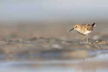 A least sandpiper (Calidris minutilla) walking and foraging on a beach.