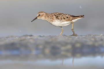 A least sandpiper (Calidris minutilla) walking and foraging on a beach.