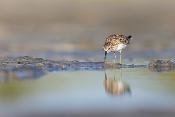 A least sandpiper (Calidris minutilla) walking and foraging on a beach.