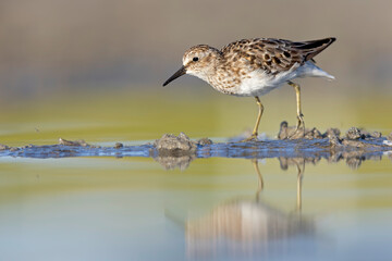 A least sandpiper (Calidris minutilla) walking and foraging on a beach.
