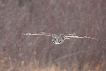 Great Gray Owl taken in northern MN