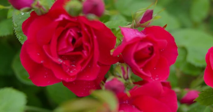 Red rosehip flowers with raindrops depth of field