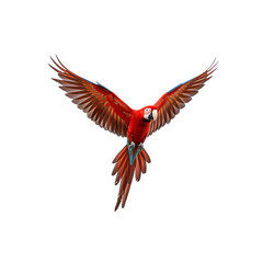 Fototapeta premium Scarlet Macaw in Flight Showing Vibrant Feathers against Transparent Background