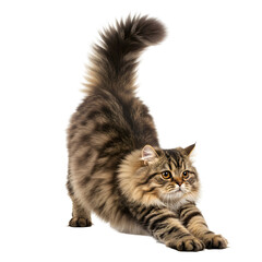 Obraz premium Stretching cat with fluffy tail and brown tabby markings against black