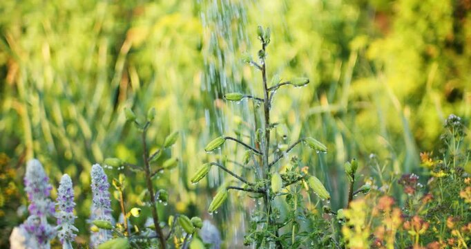Watering of unopened lily flowers in a flower bed with water slow motion