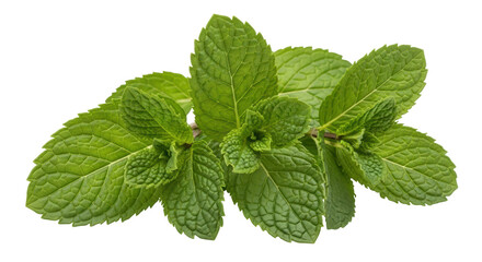 Isolated Mint Leaves