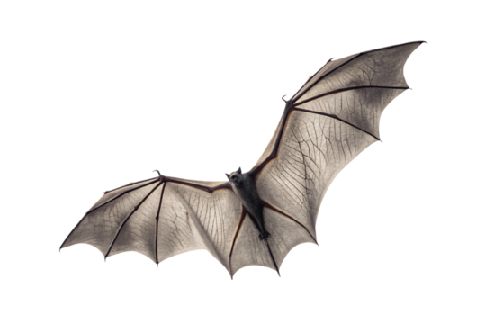 Single bat wing extended at angle showing detailed membrane structure and vein patterns in natural, isolated on a transparent background