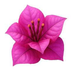 Bougainvillea flower.