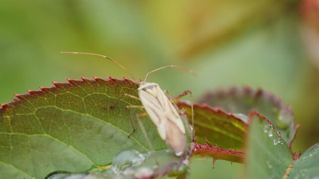Bug bug crawls through the foliage with drops of rain and dew macro video