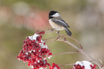 Obraz premium Black-capped Chickadee on high bush cranberry in winter taken in southern Mn