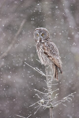Great Gray Owl taken in northern MN