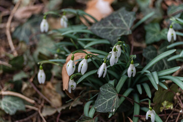 Beautiful white snowdrop flowers in the park