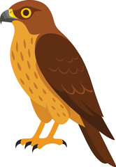 vector illustration of a hawk