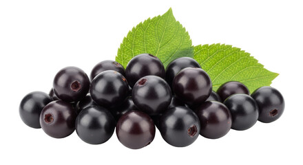 Isolated Blackthorn Berries