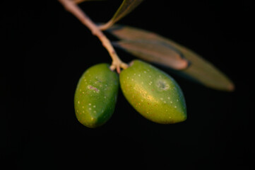 Green Olives on Olive Tree as Symbol of Mediterranean Tradition