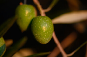 Unripe Green Olives Growing During Summer Season in Cyprus