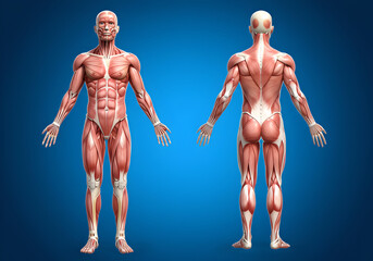 Human muscular body model standing with visible muscles, tendons. Medical anatomy illustration for healthcare science, education and training