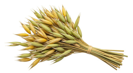 Isolated Oat Stalks Bundle