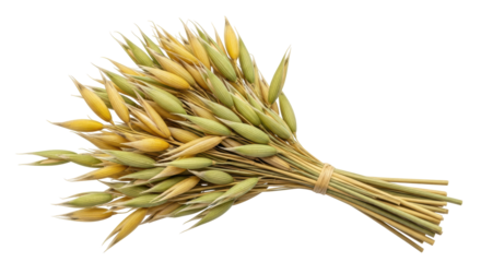 Isolated Oat Stalks Bundle