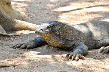 The Komodo dragon (Varanus komodoensis), is the largest lizard that is endemic to the Indonesian island of Komodo.