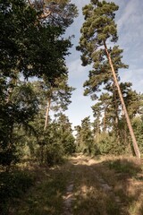 Fototapeta premium Forest path leading through tall pine trees on sunny day