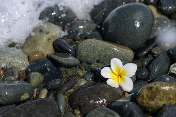 White Bougainvillea Blossom on Rocky Beach with Sea Background in Summer