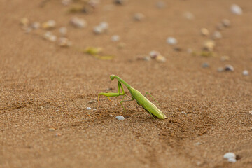 Green mantis on seaside, searching food, in a state of hunting