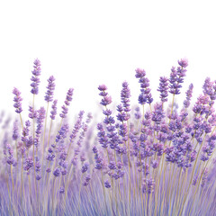 Naklejka premium Lavender Field on White Background - Floral Beauty, Aromatherapy, and Summer Vibes (Ideal for Backgrounds and Designs)