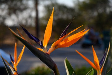 Obraz premium Strelitzia Exotic Bloom with Bright Orange Petals in Cyprus