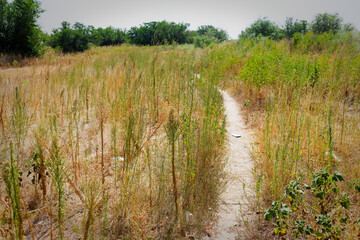 Winding Dirt Trail Through Wild Overgrown Field