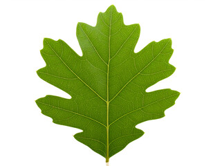 Fresh green oak leaf isolated on white background, symbol of nature and ecology. Generative AI