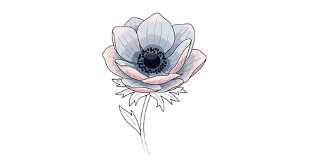Watercolor illustration of a single anemone flower with delicate petals and a dark center on white background on transparent background