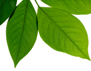 Fresh Yunnan Hackberry branch with green leaves PNG