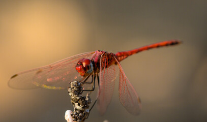 Dragonfly on branch in soft sunset light, Cyprus