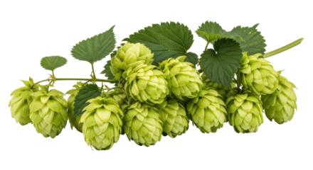 Isolated Fresh Hop Cones on Branch