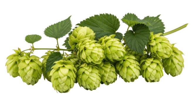 Isolated Fresh Hop Cones on Branch