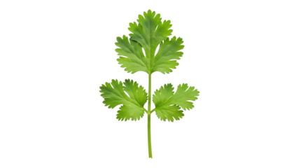 Isolated Cilantro Leaf