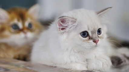 Fototapeta premium Two purebred kittens lying and resting on a wooden table