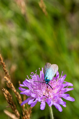 Ampfer Gr&uuml;nwidderchen auf einer Bl&uuml;te