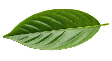 Fototapeta premium Isolated Single Green Leaf